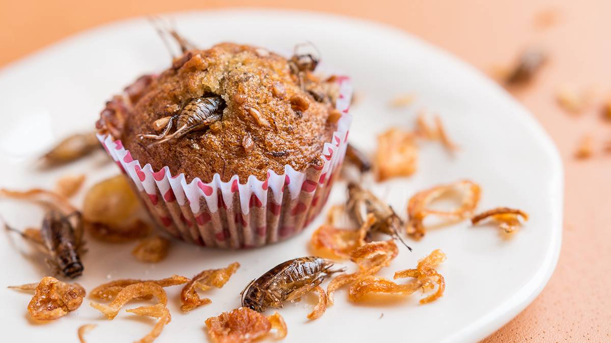 БАД из тараканов, приправа из сверчков: смогут ли продукты из насекомых заменить мясо