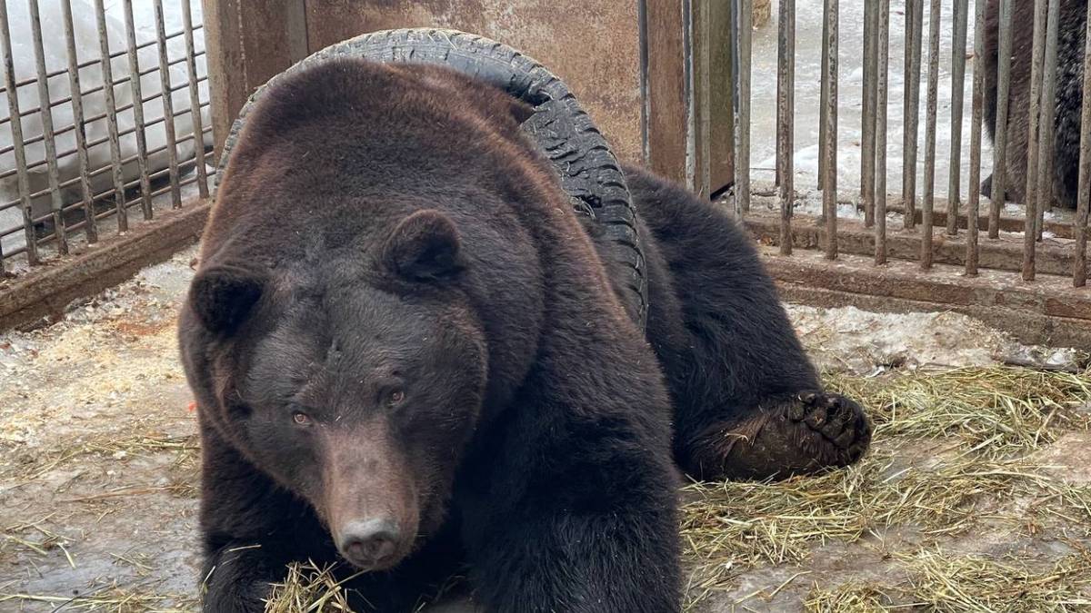 Спасатели вытащили медведя из автомобильной покрышки в Подмосковье