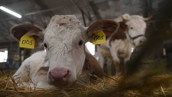 СМИ: Новосибирский министр сельского хозяйства сбежал от хозяйки забитого скота