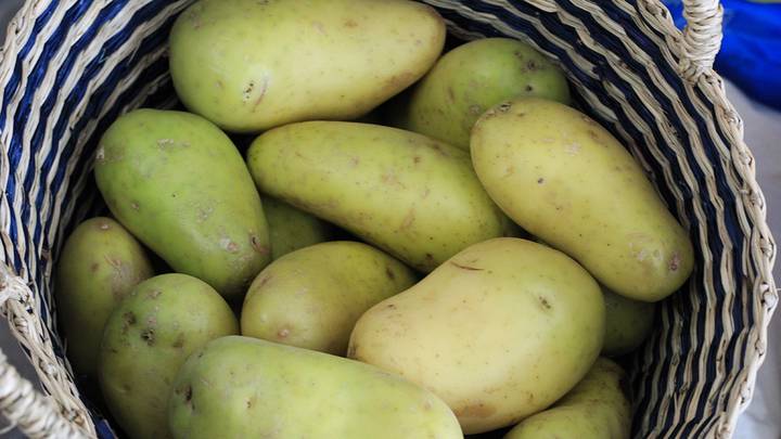 зеленая картошка почему нельзя есть