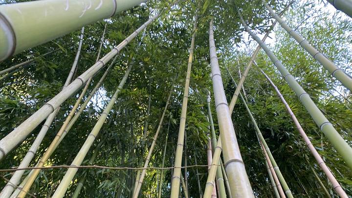 Фото: Иссалина Аюпова / Вечерняя Москва Фото: Иссалина Аюпова / Вечерняя Москва