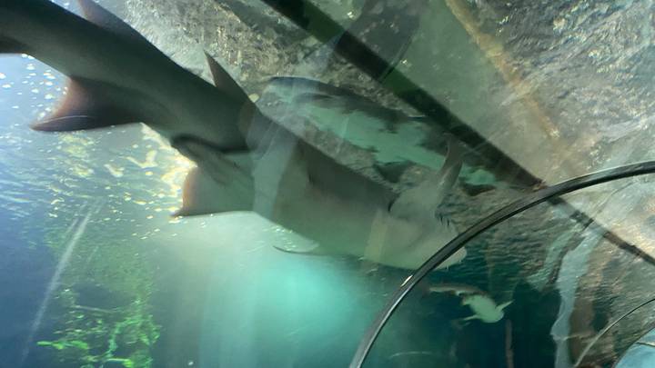 Фото: Иссалина Аюпова / Вечерняя Москва Фото: Иссалина Аюпова / Вечерняя Москва