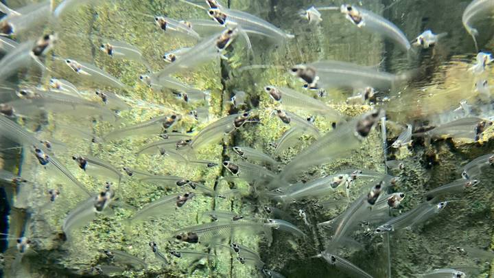 Фото: Иссалина Аюпова / Вечерняя Москва Фото: Иссалина Аюпова / Вечерняя Москва