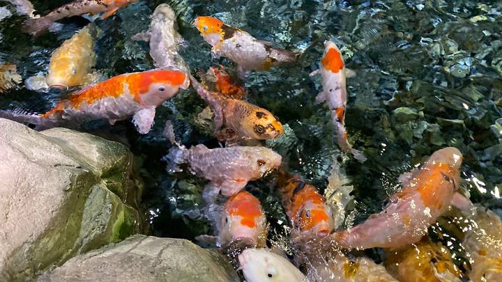 Фото: Иссалина Аюпова / Вечерняя Москва Фото: Иссалина Аюпова / Вечерняя Москва