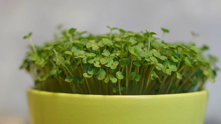 Дачникам пора подумать о рассаде: биолог Краснов рассказал, на какие семена стоит обратить внимание