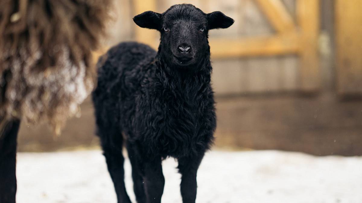 На «Городской ферме» ВДНХ родилась черная овечка