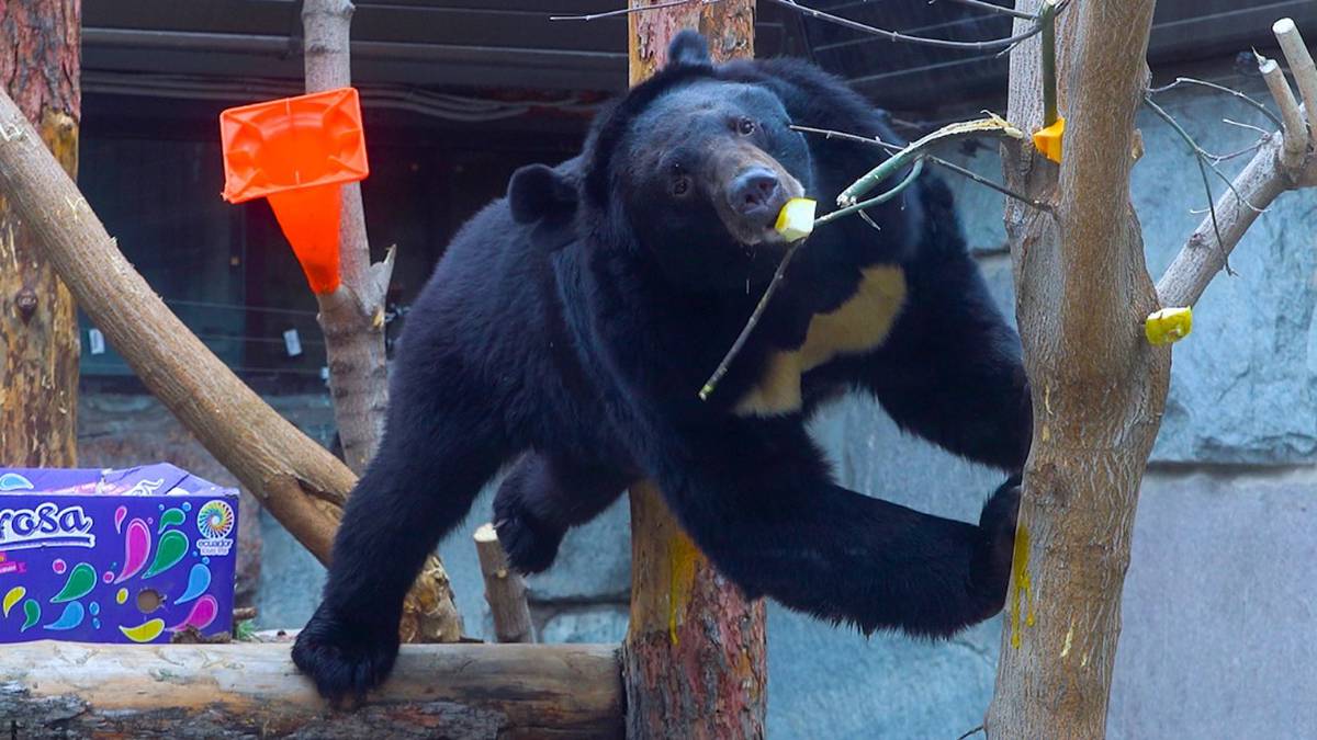 Трех спасенных гималайских медведей приютили в Московском зоопарке