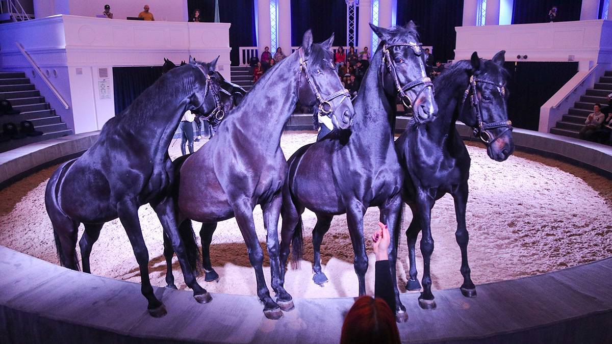 Летний сезон Центра национальных конных традиций откроют на ВДНХ