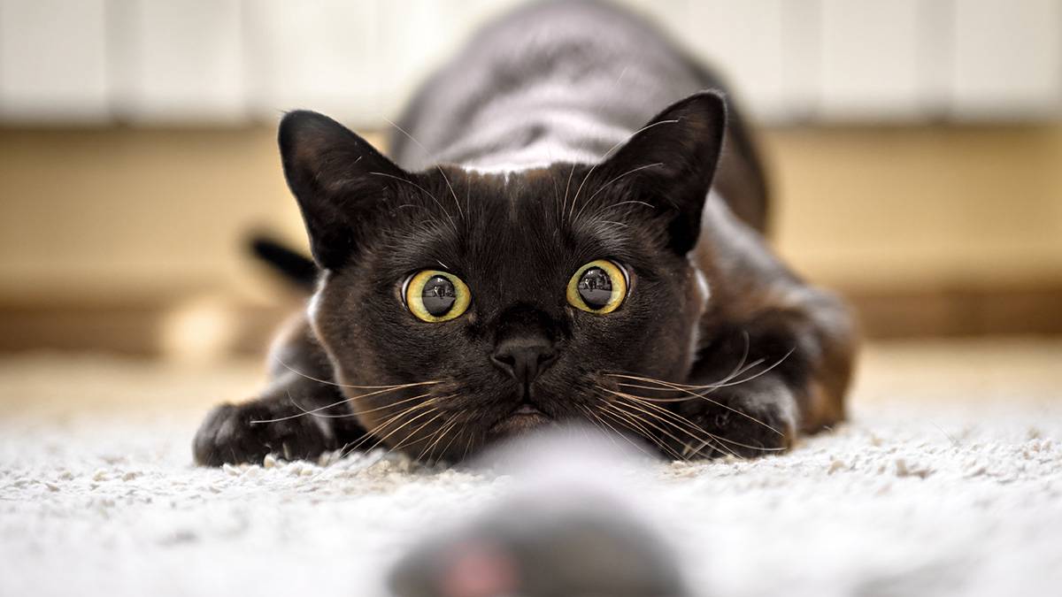 Одиннадцать увлекательных фактов о черных кошках