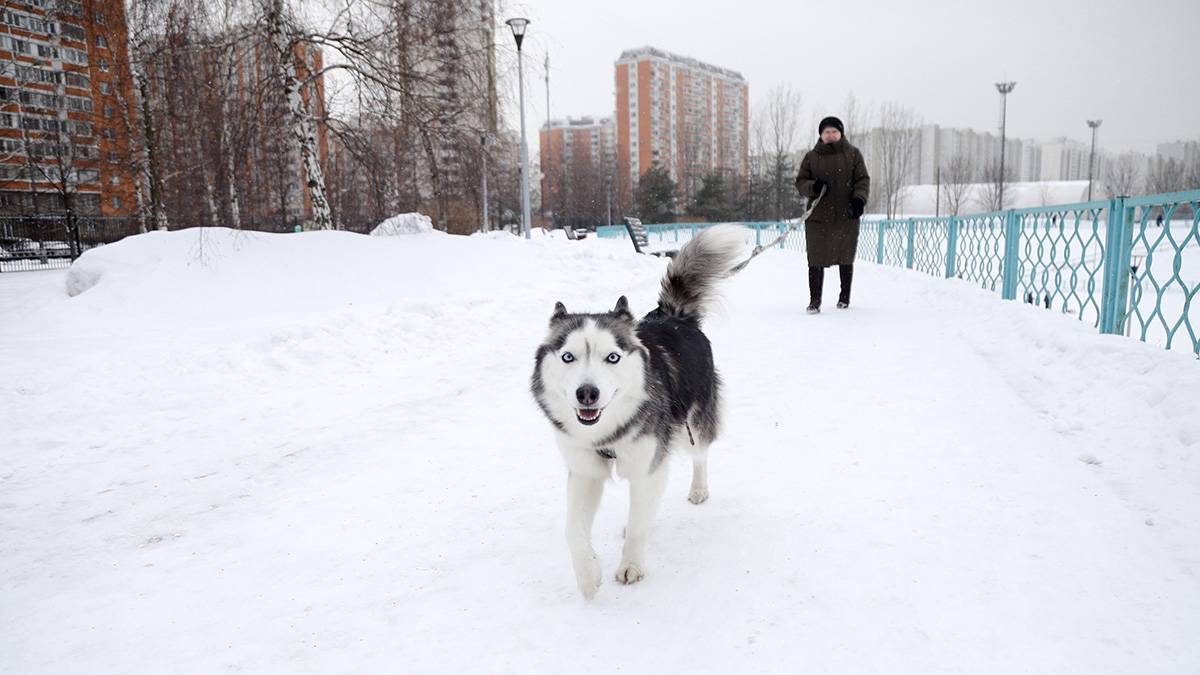 Синоптик Тишковец: Высота снежного покрова в Москве достигла небывалых величин