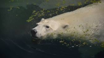 В Московском зоопарке оценили предложение обменять медведя на японских капибар