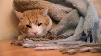 Кот в Орехово-Зуеве прыгнул с 12-метрового дерева, испугавшись спасателей