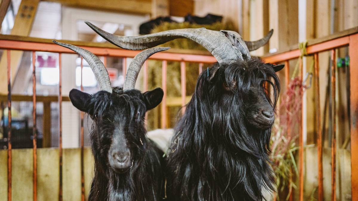 «Кайла думба» и валлийские козы: новые жители появились на «Городской ферме» на ВДНХ