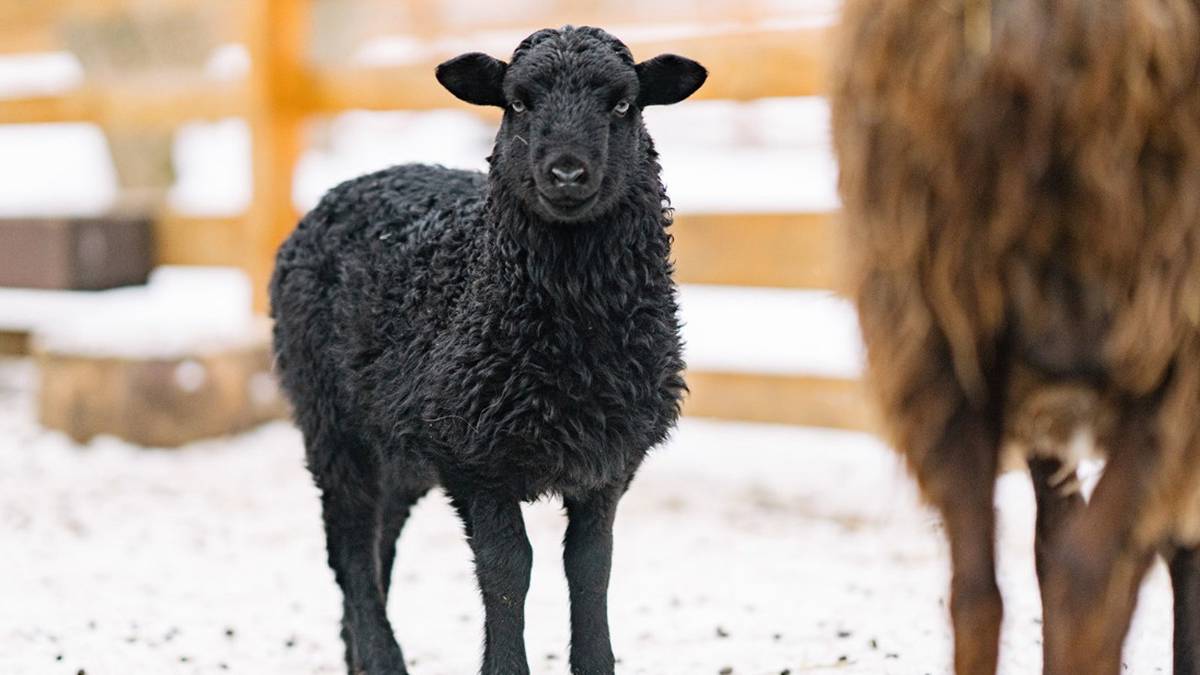 Участники «Активного гражданина» выберут имя для родившейся овечки на «Городской ферме» ВДНХ