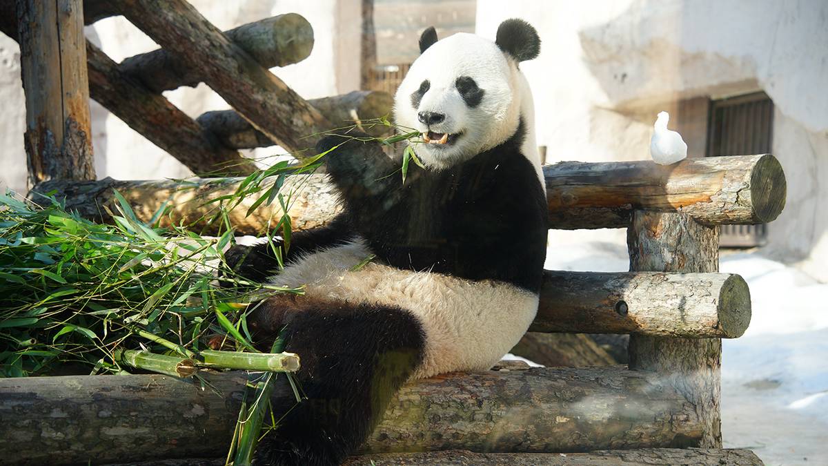 «Имеет право»: Московский зоопарк показал, как панда Жуи отдыхает в пятничное утро