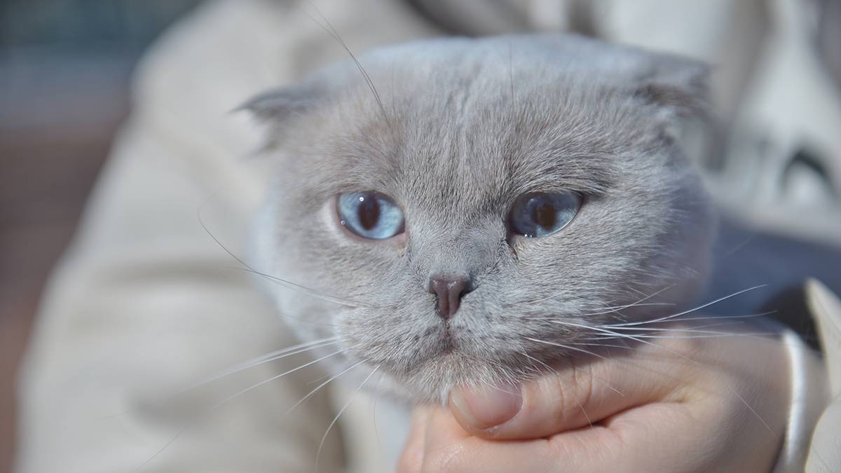 Россиянка заявила, что сектанты украли ее кошку и увезли на Бали для поклонения