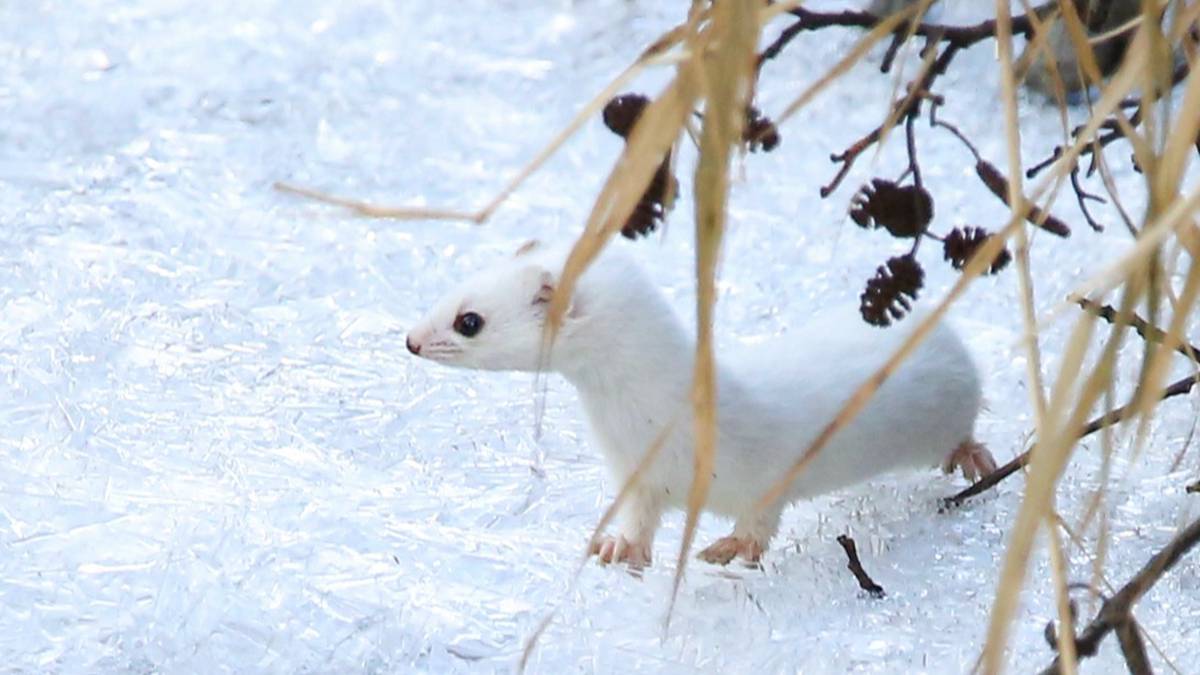 Почти 60 видов зимующих в регионе животных обнаружили в Москве