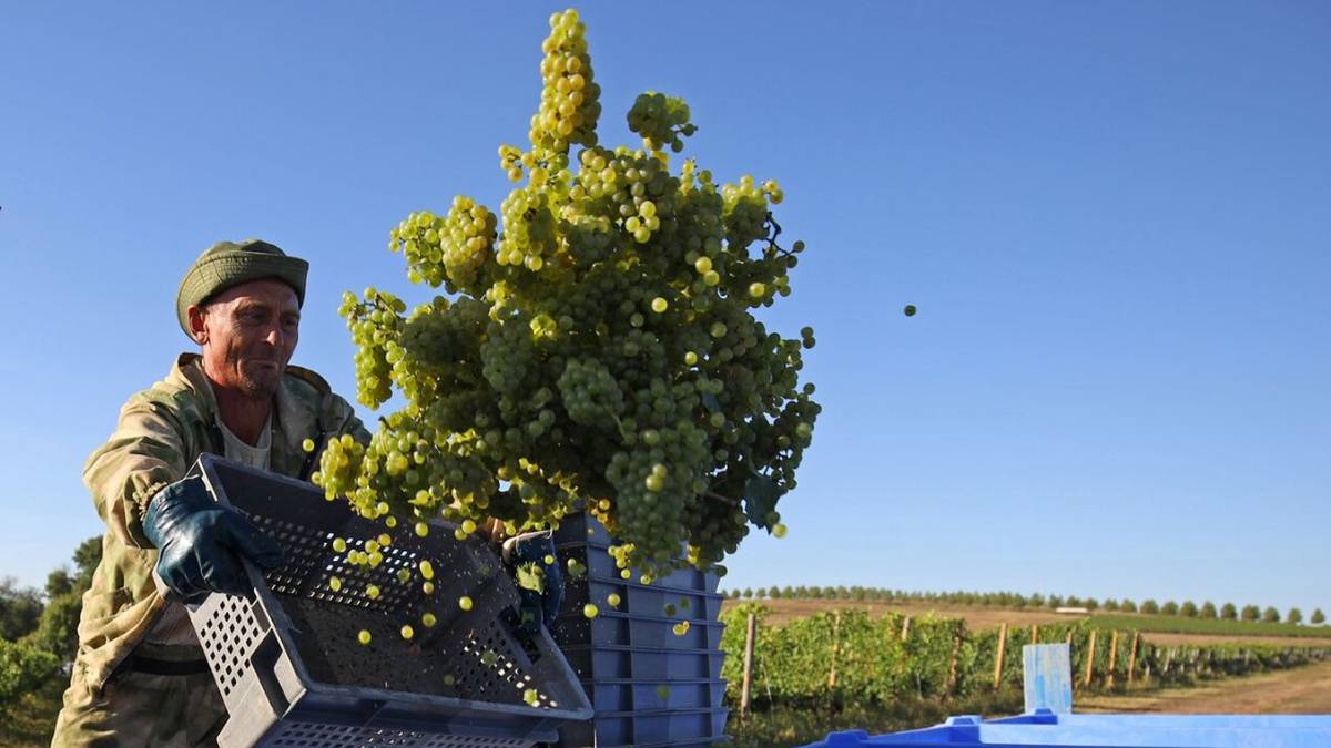 Приезжайте на виноградники: в России будут развивать винный туризм
