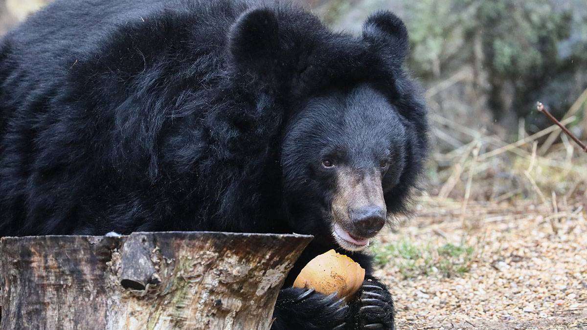 «Знает толк в обеде»: в Московском зоопарке рассказали о рационе гималайского медведя Васи