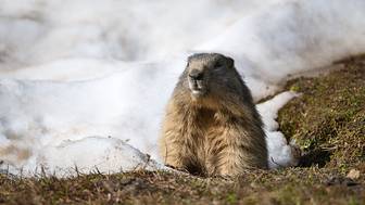 Сурок Филимон впервые за 10 лет не проснулся в День сурка, 2 февраля