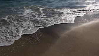 Почти 700 дельфинов погибли за год после разлива мазута в Черном море