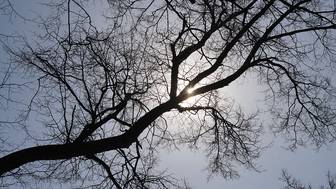 Сильный ветер повалил несколько деревьев в Москве