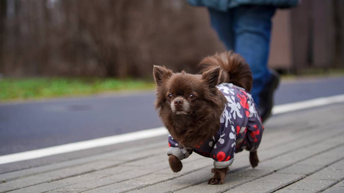В парке «Сокольники» опровергли сообщения о запрете на выгул собак