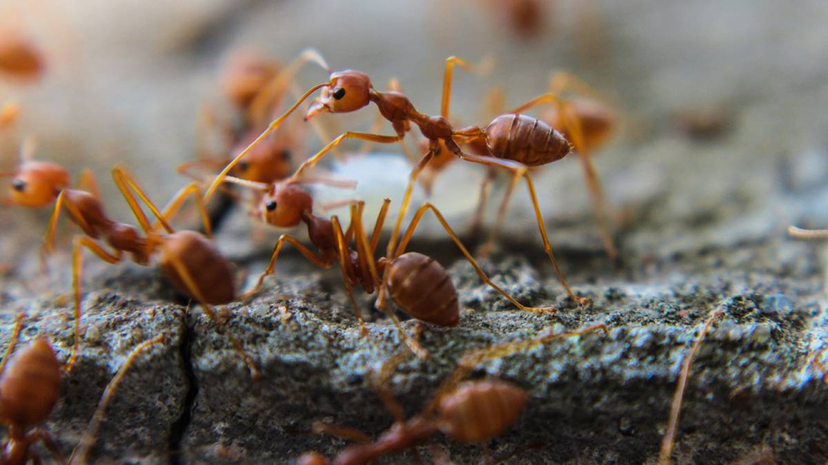 «Земля буквально зашевелилась»: муравьи проснулись в подмосковных лесах