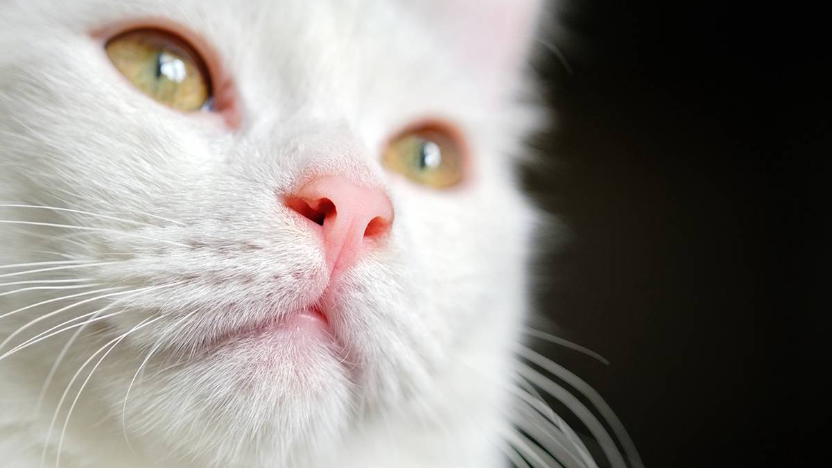 Специалисты Мособлпожспаса спасли кота, провалившегося в вентиляционную шахту