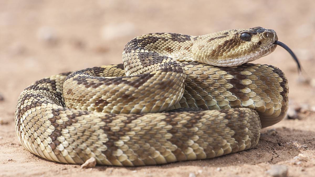 «Главное — не трогать»: врач Жигулина рассказала, что делать при укусах змей и насекомых
