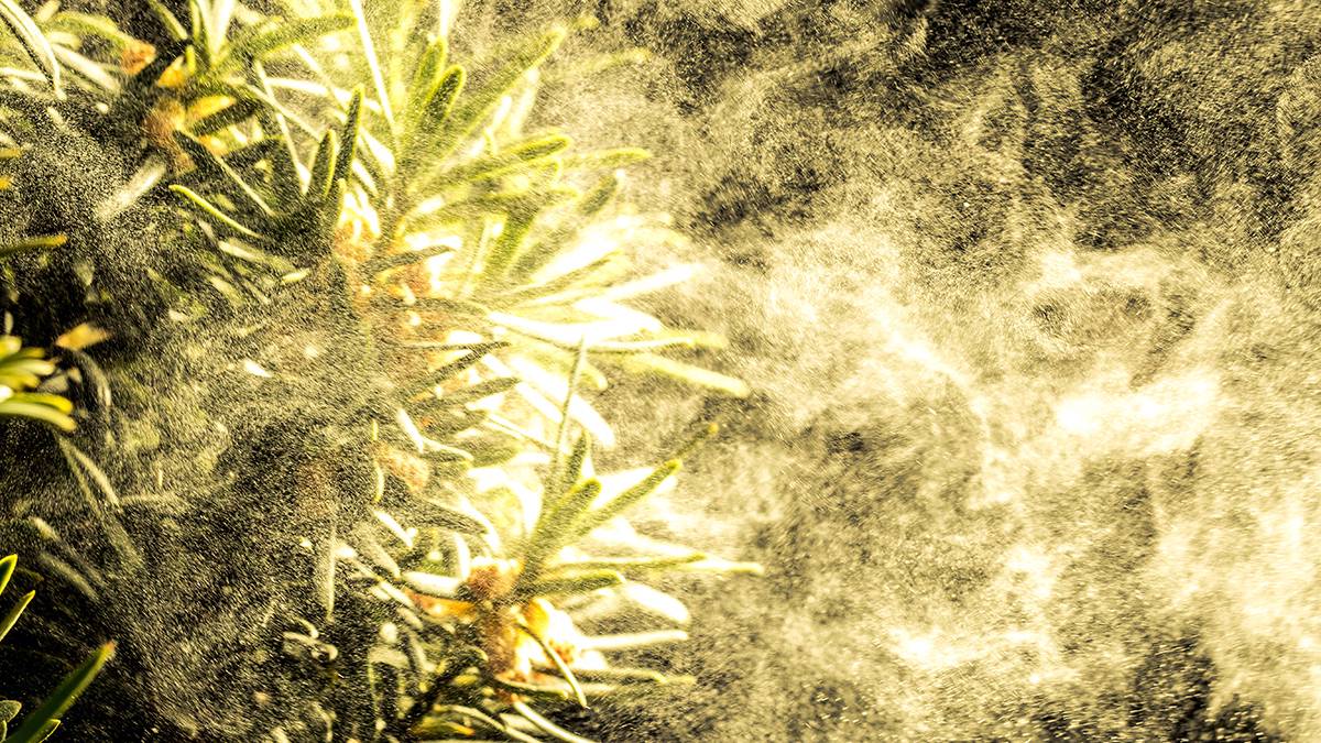 В этом сезоне ожидаются «пыльцевые бури»: чем они опасны и как защититься