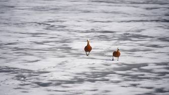 МЧС: Тело 10-летнего школьника, утонувшего в Новосибирске, нашли