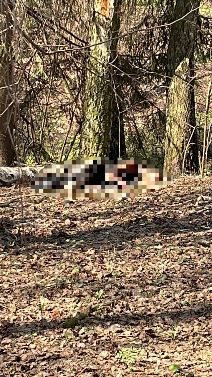 Обгоревшие останки человека обнаружили в лесу в Новой Москве