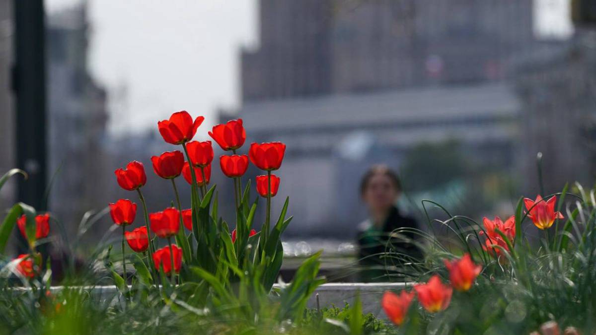 Первые тюльпаны распустились на клумбах столицы