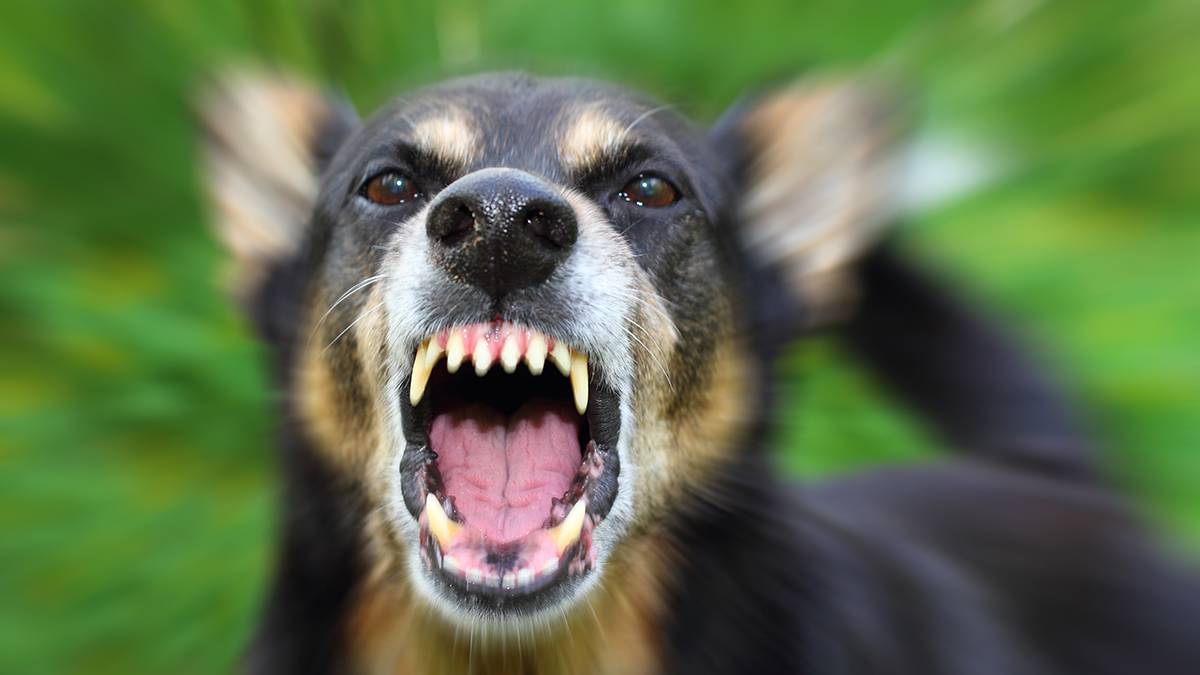 Собака насмерть загрызла воспитательницу детсада в Нижегородской области