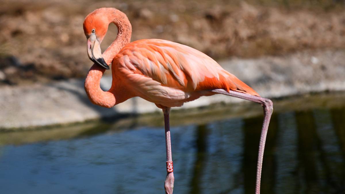 Московский зоопарк показал кадры подросших птенцов фламинго
