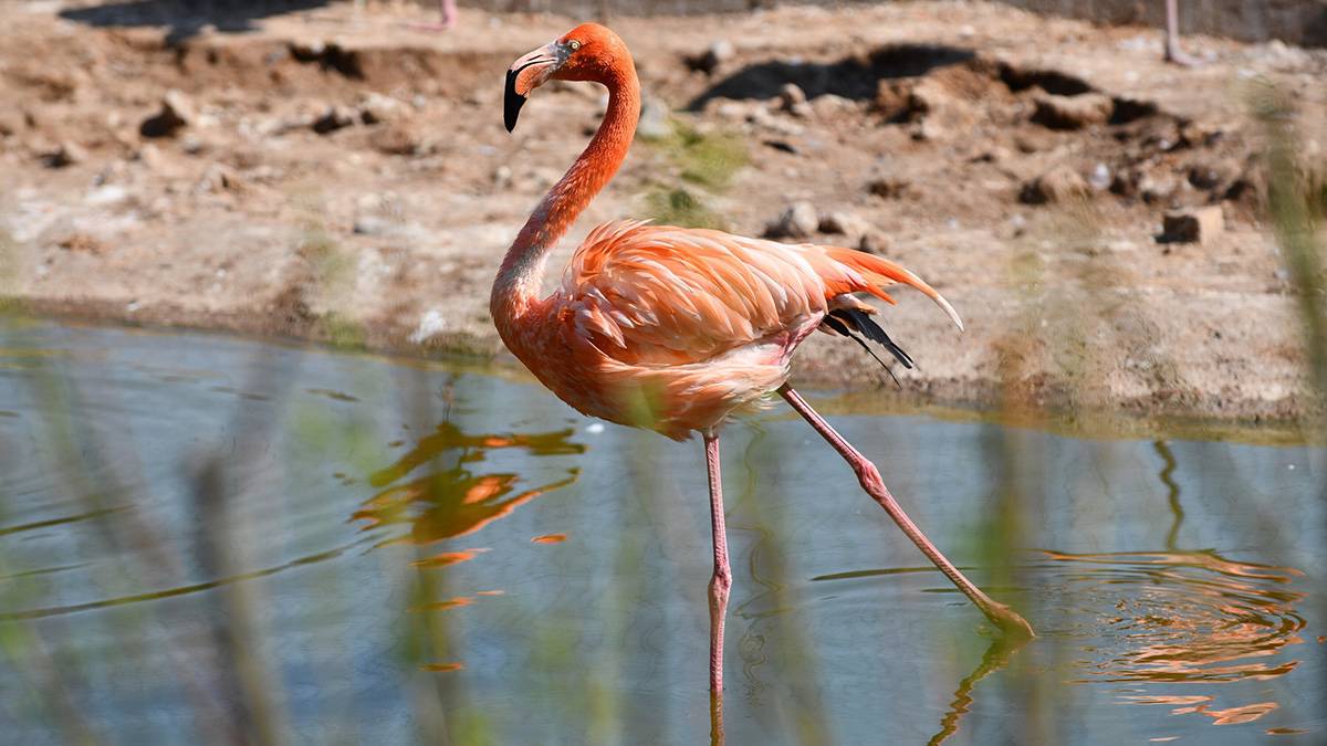 «Определенная иерархия»: Новосибирский зоопарк рассказал о спасении фламинго