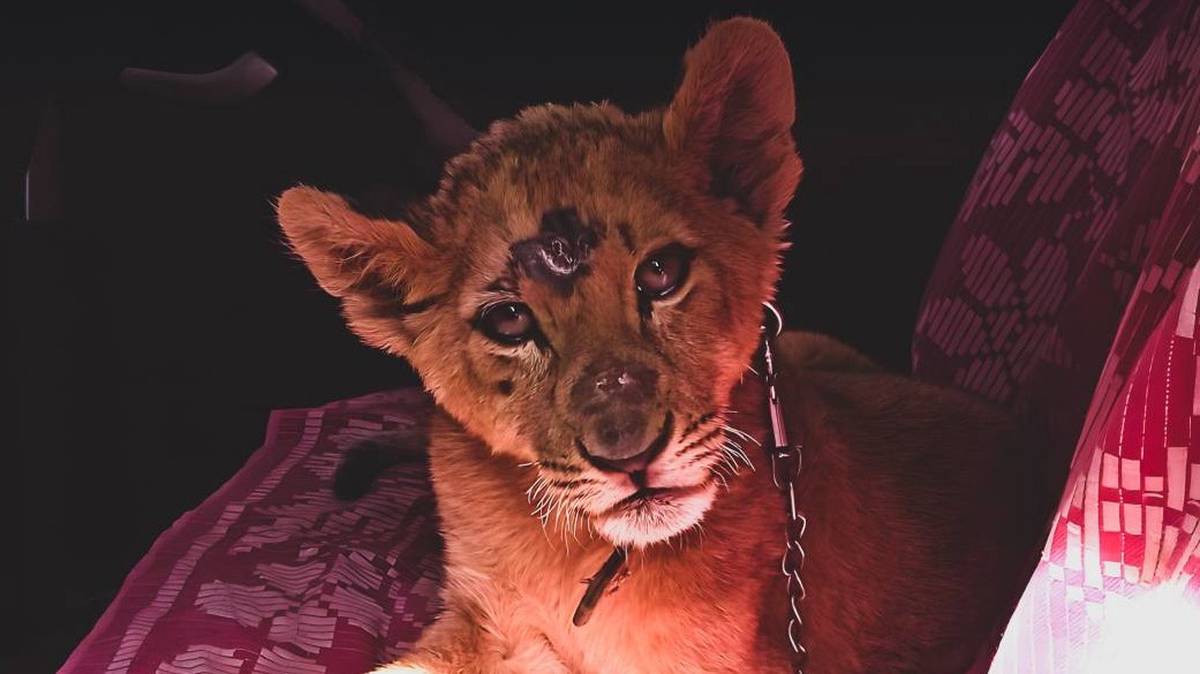 Росприроднадзор спас львенка, которого выставили на продажу через интернет в Уфе