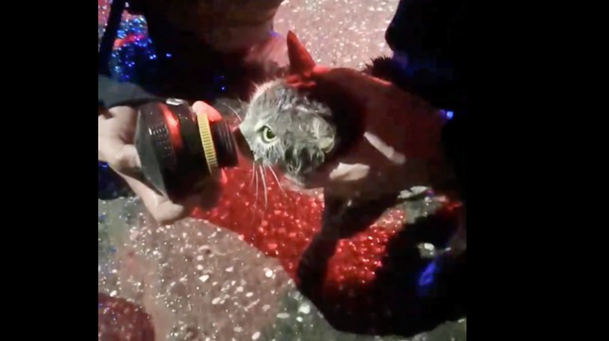Пожарные в Астрахани спасли кошку из горящей квартиры и привели ее в чувства