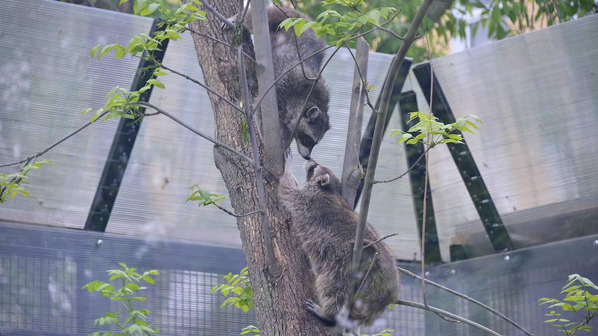 «Довольно впечатляющий»: Московский зоопарк предложил оценить масштаб любимых деревьев енотов