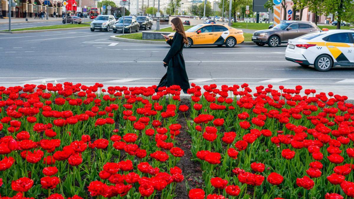 Около 15 миллионов тюльпанов расцвели на столичных клумбах в этом году