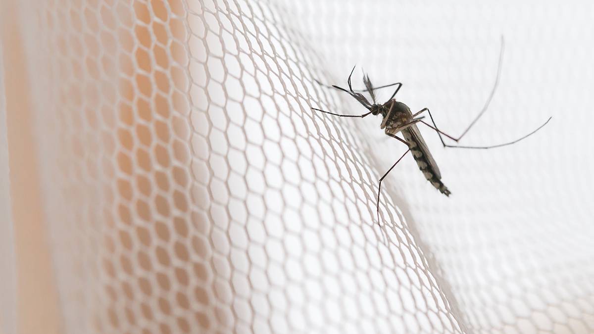 От зуда до удушья: врач Паршина перечислила опасные последствия комариных укусов 