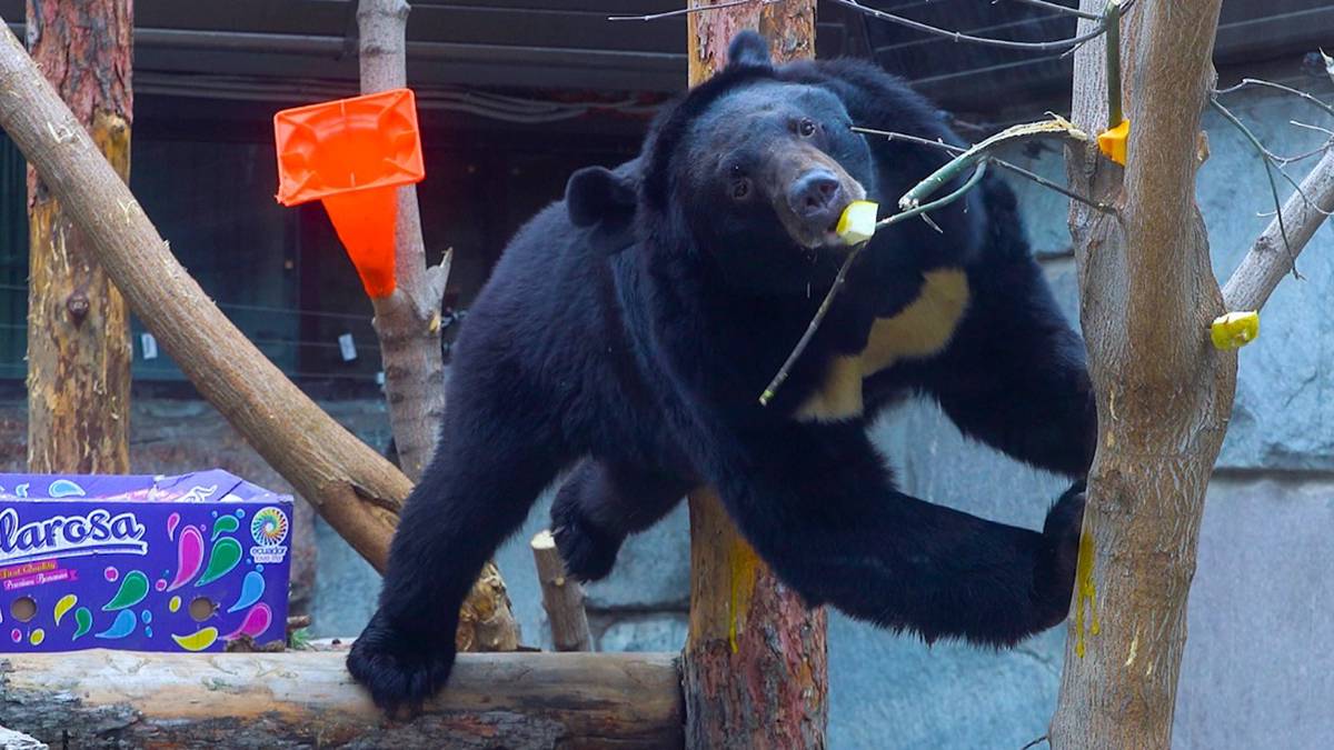 «Игривое настроение»: Московский зоопарк показал, как балуется медведица Фаня