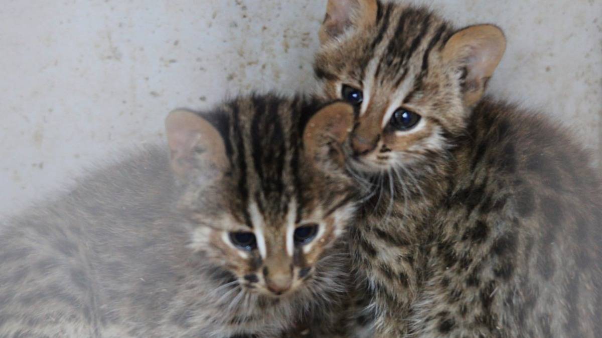 Редкие амурские котята родились в Центре реабилитации диких животных Москвы
