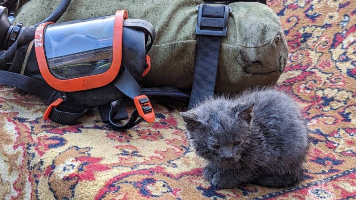 «Услышали писк»: тульские спасатели вытащили из пожара троих котят