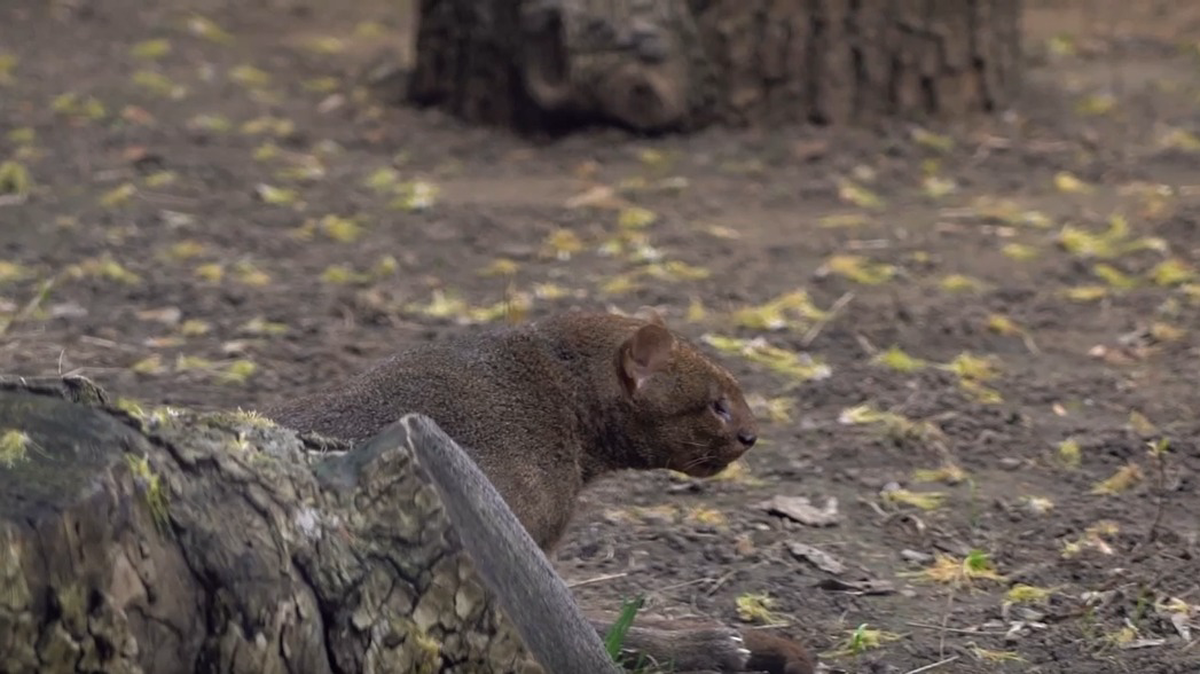 «Как домашняя кошечка»: в Московском зоопарке поделились кадрами с ягуарунди Кончитой
