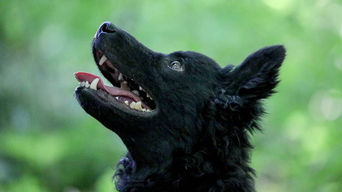 Кинологи рассказали, как собаки научились врать своим хозяевам