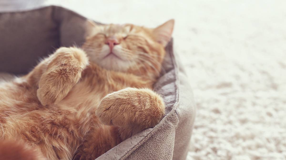 Семь признаков, что ваша кошка счастлива