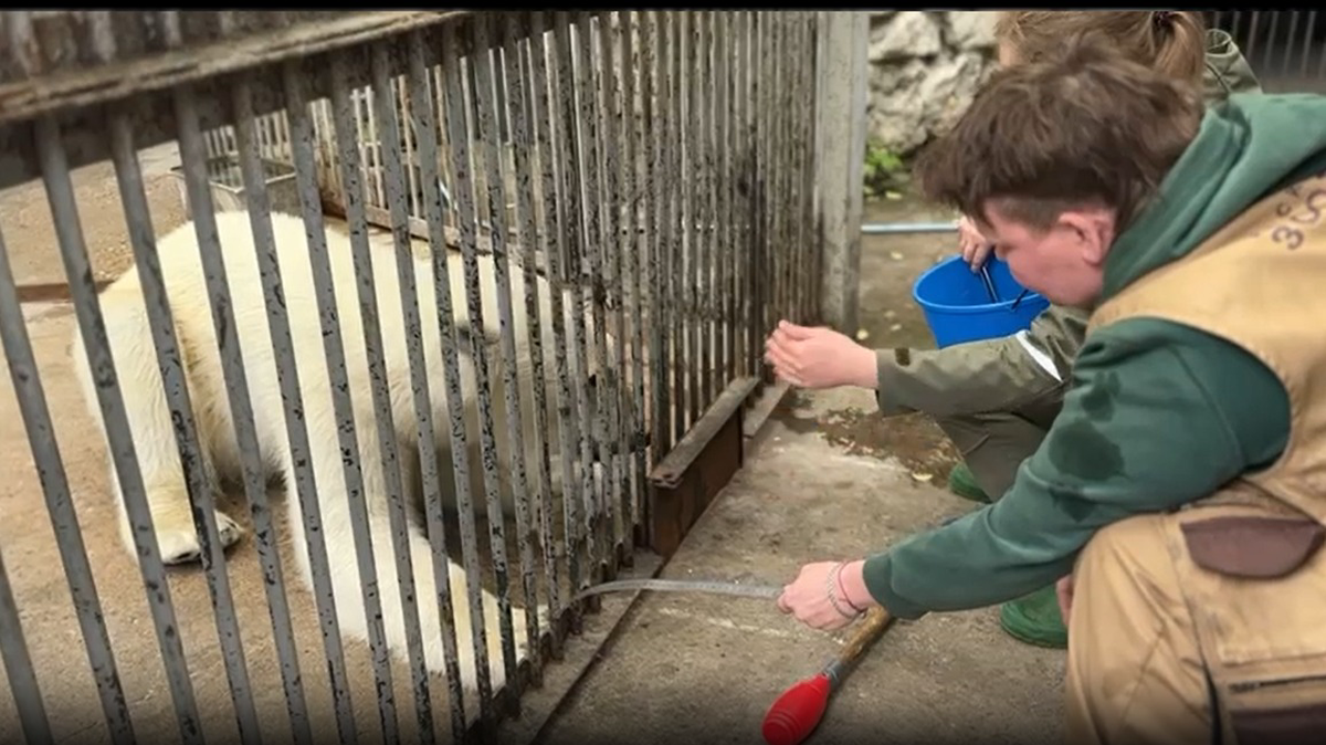 «Приноравливаемся друг к другу»: в Московском зоопарке показали тренинги медведицы Айки