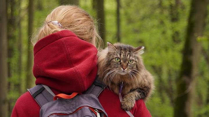 Моська вместо Ляльки